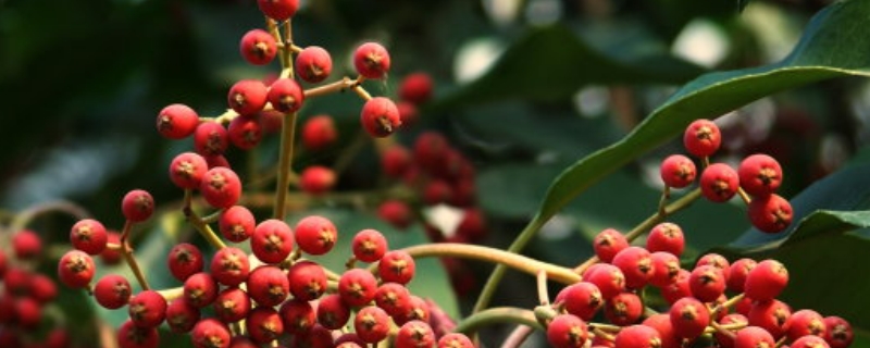 花椒树7月份能不能修剪（花椒树6月能修剪枝吗）