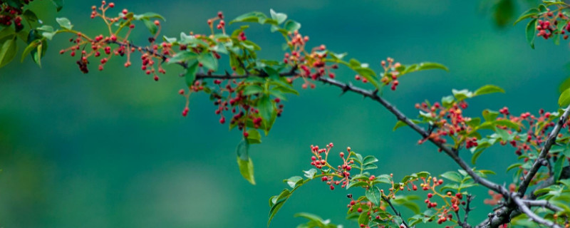 花椒树的管理与修剪 花椒树的管理与修剪书