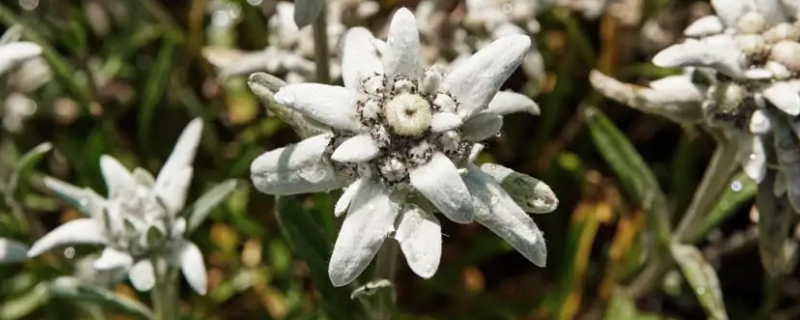 雪绒花的寓意（雪绒花的寓意和情感）