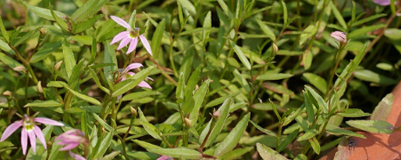 半边莲的阳台种植方法（半边莲盆栽怎么养）