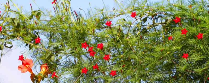 茑萝花的寓意和象征（绿萝花是什么意思）