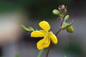 白花菜子（白花菜子外敷后起水泡）