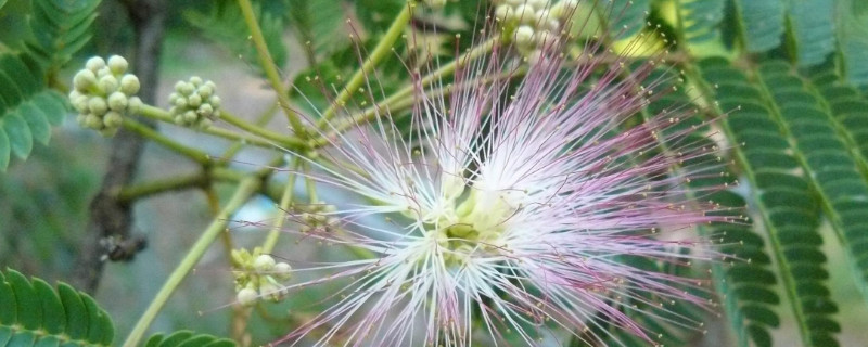 一种植物手一碰就会闭合是什么植物（一种植物手一碰就会闭合是什么植物呢）