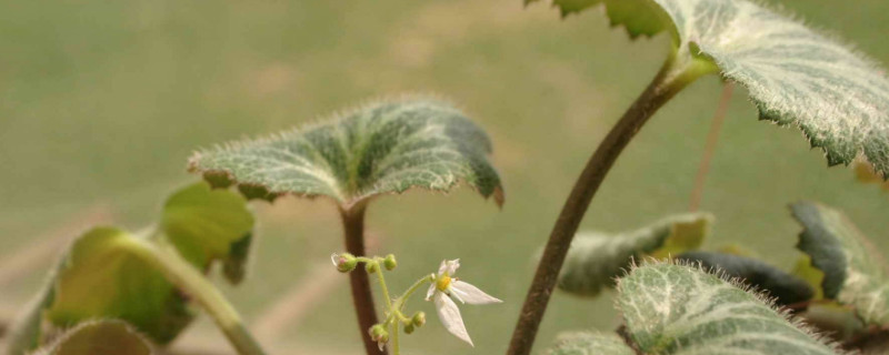 虎耳草需要阳光吗（虎耳草好不好养）