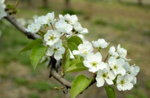 梨花的花期：花期短,梨花相当好看（梨花的花期是几月到几月）