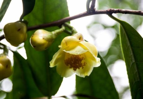 植物界“大熊猫”——金花茶 植物界的大熊猫金花茶