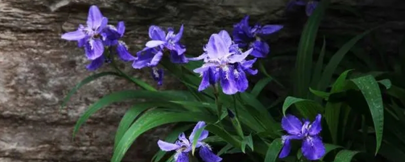 鸢尾花的花语是什么 紫色的鸢尾花的花语是什么