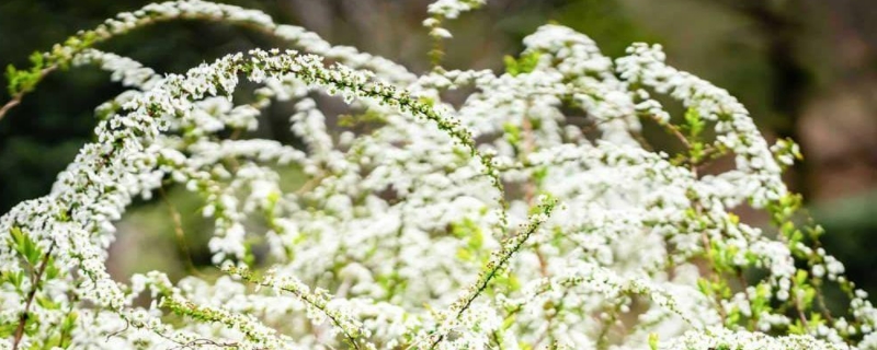 雪柳如何生根 雪柳生根了可以种在土里吗