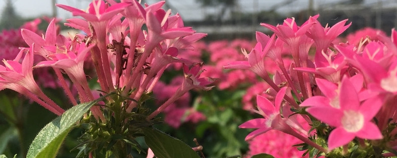 繁星花叶子发黄干枯（繁星花叶子为什么会枯）