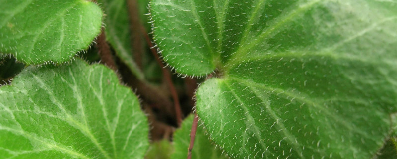 虎耳草怎么吃治荨麻疹（虎耳草治荨麻疹是内服还是外用）