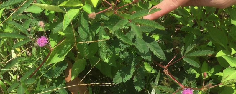 夜来香和含羞草哪个不能用手碰 夜来香和含羞草哪个不能用手碰的