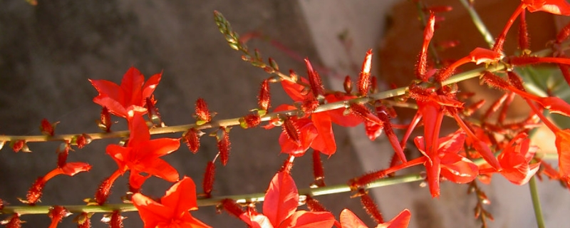 红雪花养殖注意事项和修剪方法 红雪花一年开几次花