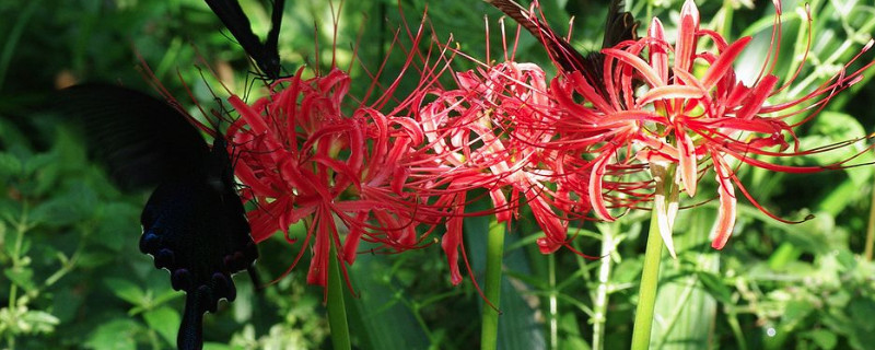 红色彼岸花的花语和寓意（红色彼岸花的花语和象征）