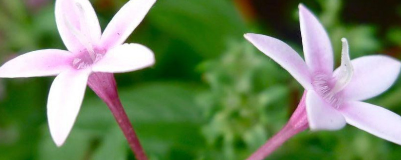 繁星花怎么插枝（繁星花怎么扦插）