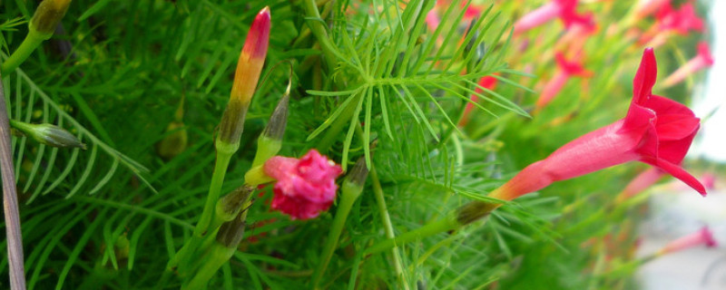 茑萝花的养殖方法 圆叶茑萝养殖方法