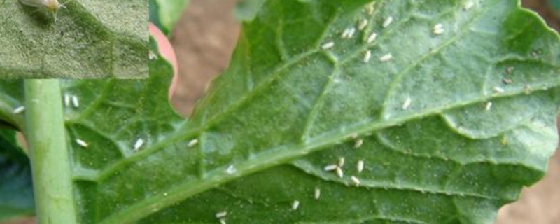 花上的小白飞虫怎样去除 花上有小白飞虫怎么去除