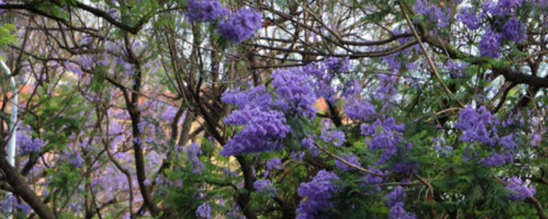 蓝花楹怎么养护 蓝花楹怎么管理