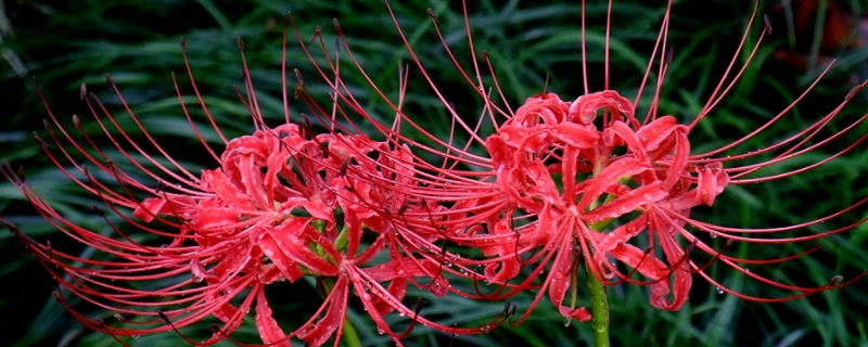 彼岸花的寓意和象征 黄色彼岸花的寓意和象征