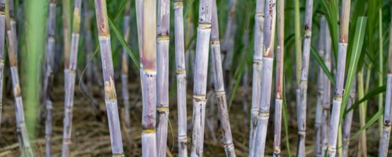 甘蔗什么季节（甘蔗什么季节成熟）