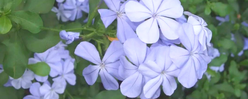 蓝雪花的养殖方法和花期 蓝雪花花期怎么养护