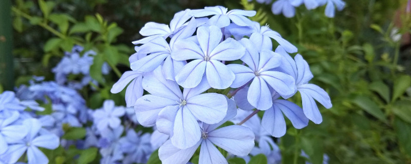 蓝雪花叶子发黄、干枯下垂怎么办? 蓝雪花叶子发黄,干枯下垂怎么办呢