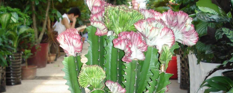 龙骨开花吗开什么样的花（龙骨开花吗开什么样的花贴吧）