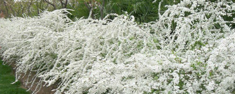 喷雪花和绣线菊的区别 喷雪花和绣线菊哪个更好看