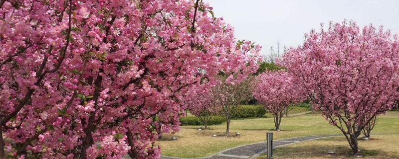 冬季室外不怕冷的花卉 冬季室外不怕冷的花卉植物