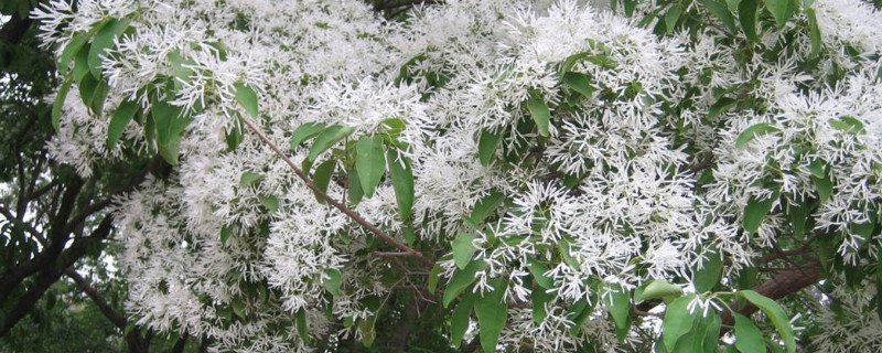 流苏嫁接桂花有啥缼点（流苏树嫁接桂花方法）