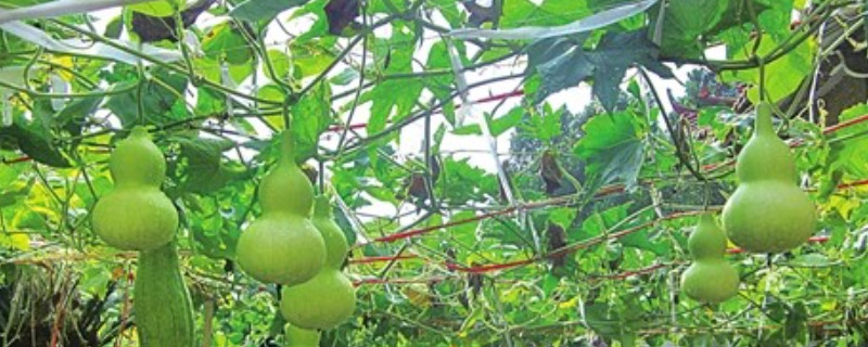 葫芦浇水多了会死么 种植葫芦浇水浇多了会怎么样