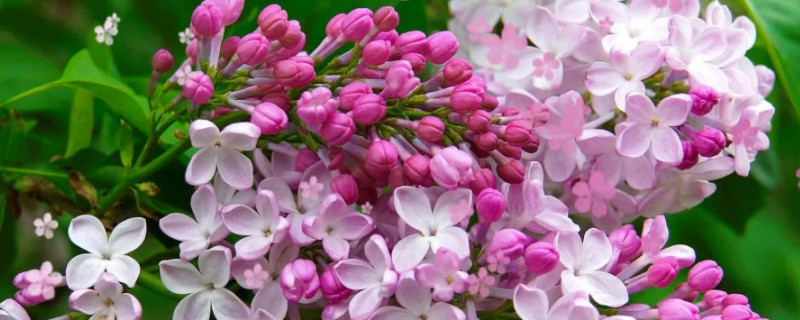 丁香花的五个特点（丁香花的特点有哪些）