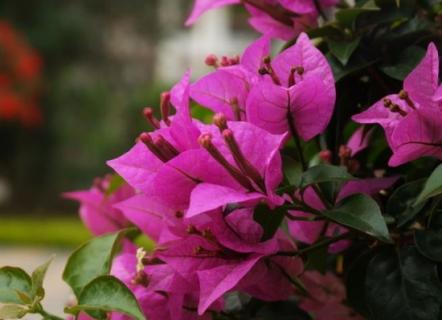 怎样对叶子花进行人工催花（花卉如何催花）