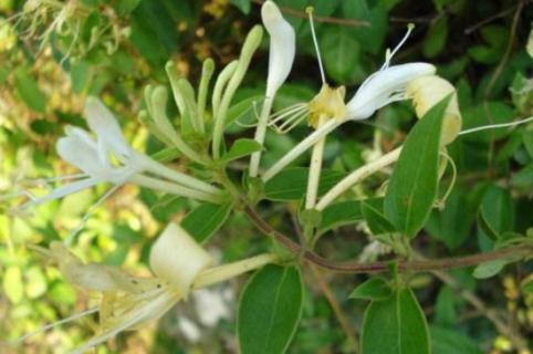 野生金银花与种植金银花的区别