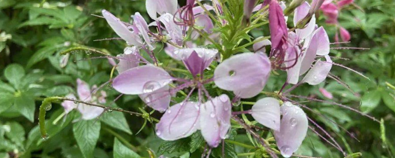 醉蝶花的花语（醉蝶花的花语是什么）