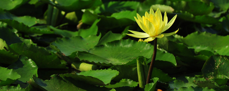 黄金莲蓬莲花寓意是什么（金莲蓬的寓意）