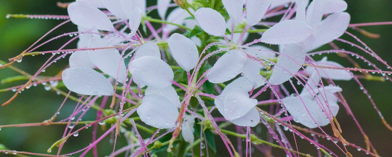 醉蝶花的种植方法 醉蝶花怎么种植方法