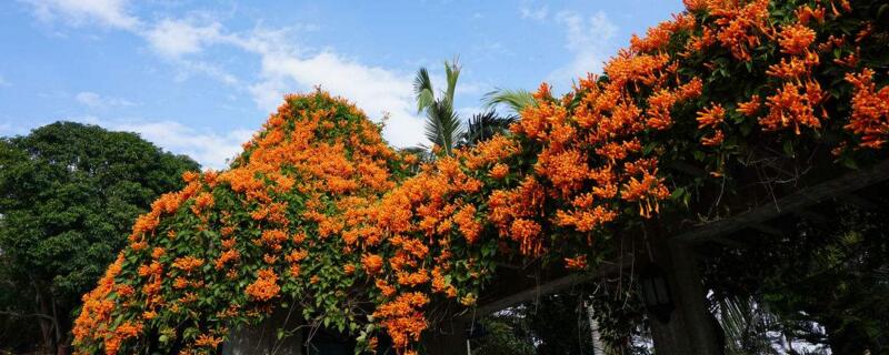 炮仗花几年开花（炮仗花几年才会开花）