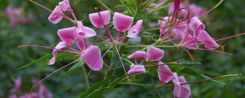 醉蝶花怎么育苗（醉蝶花怎样播种）