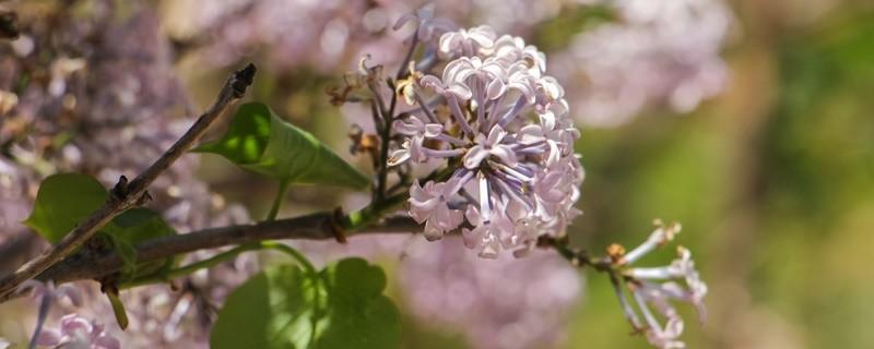 丁香花的花语是什么（丁香花的花语是什么象征着什么）