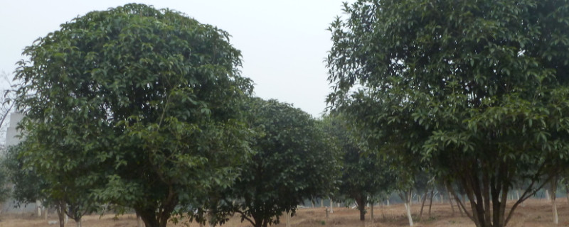 桂花树种植方法和时间 桂花树种植方法和时间视频