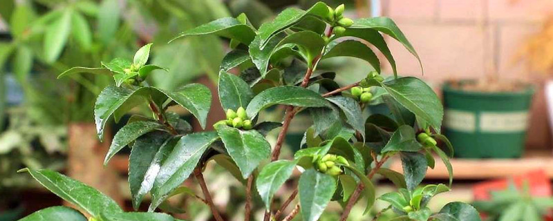 山茶花叶子变褐色干枯脱落原因 山茶花叶子边缘干褐色是什么病