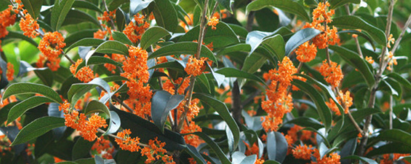 桂花树怎么种植（桂花树怎么种植成活）