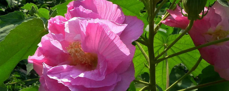 芙蓉花怕晒吗（芙蓉花怕不怕太阳晒）