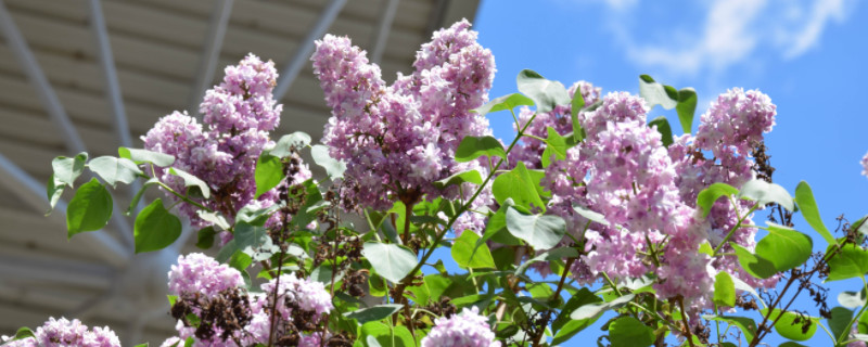 八瓣丁香花的含义（四瓣丁香花的花语与象征）