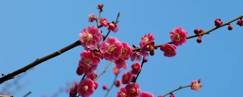 梅兰竹菊的象征意义和精神 梅兰竹菊的象征意义和精神的启示