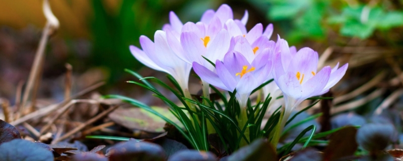 藏红花可以水培吗（藏红花种植需要浇水吗）