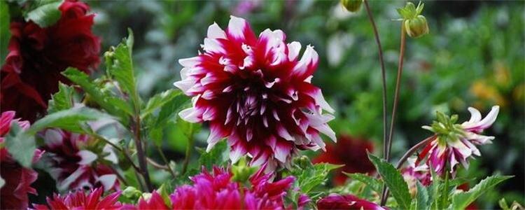 大丽花球根的种植方法（大丽花球根怎么种植）