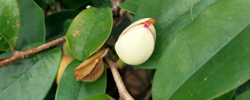 白兰花移栽多久会活 白兰花移植多时能活