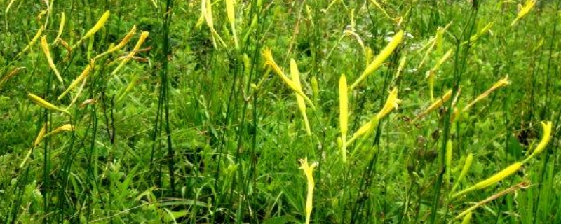 黄花菜种植时间是几月份 黄花菜几月份移栽