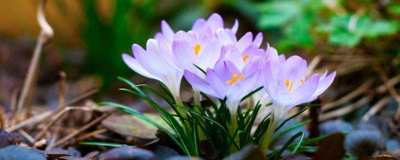 藏红花的花语和寓意（藏红花的花语是什么意思）